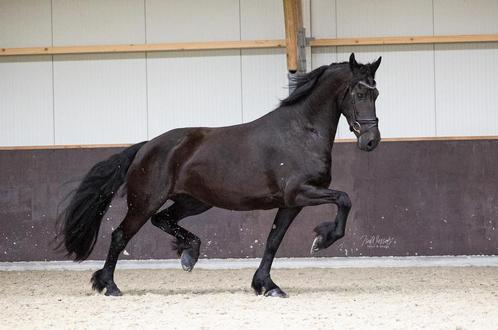 Drachtige stermerrie, Dieren en Toebehoren, Paarden, Merrie, 7 tot 10 jaar, Recreatiepaard