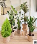 Black Friday Deal - 5 for 140, Huis en Inrichting, Ophalen of Verzenden, In pot, Halfschaduw, Minder dan 100 cm