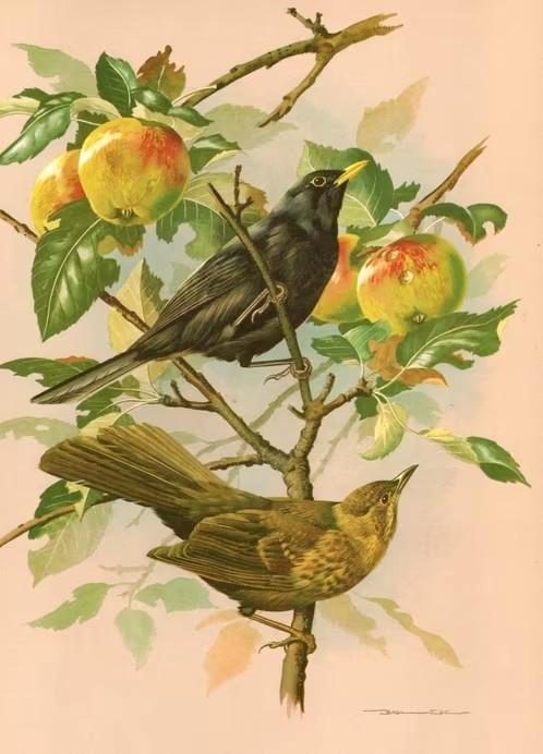 Merels Turdus Merula in Appelboom door Basil Ede., Verzamelen, Overige Verzamelen, Zo goed als nieuw, Ophalen of Verzenden