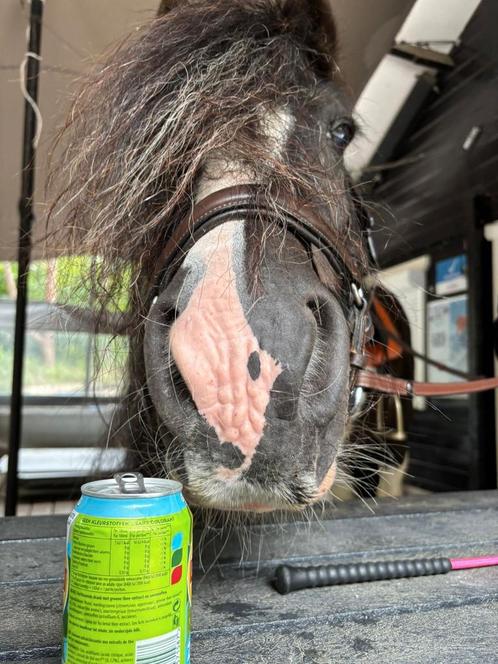 Bijrijder/verzorger, Dieren en Toebehoren, Paarden en Pony's | Verzorgingsproducten, Zo goed als nieuw, Ophalen of Verzenden