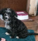 Kruising van maltezer en york, Dieren en Toebehoren, Honden | Jack Russells en Terriërs, CDV (hondenziekte), 8 tot 15 weken, Eén hond