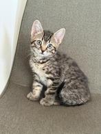 Kittens, Dieren en Toebehoren, Meerdere dieren