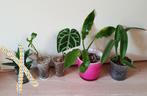 Set populaire kamerplantjes, philodendron, anthurium, Huis en Inrichting, Overige soorten, Ophalen of Verzenden, In pot, Minder dan 100 cm