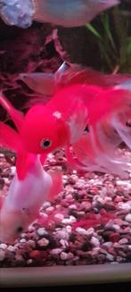 2 x mooie grote  Sluierstaarten, Dieren en Toebehoren, Vissen | Aquariumvissen, Vis