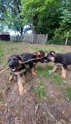Lieve duitse herder pups, Dieren en Toebehoren, 8 tot 15 weken, Meerdere, Meerdere dieren, Herder