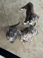 American Bully XXL Dual Ch. Bloedlijn volledig healt tested!, Dieren en Toebehoren, Nederland, Rabiës (hondsdolheid), 8 tot 15 weken