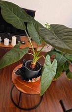 Olifantsoor Alocasia Wentii kamerplant € 20,00, Ophalen, Overige soorten, Halfschaduw, Minder dan 100 cm