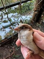 Koppel phaeo huismussen broed 2024, Dieren en Toebehoren, Meerdere dieren, Geringd