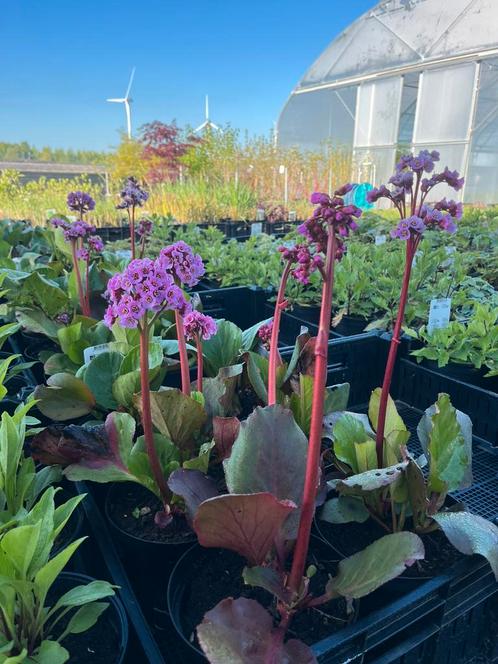 Bergenia cordifolia / Schoenlappersplant, Tuin en Terras, Planten | Tuinplanten, Overige soorten, Halfschaduw, Zomer, Ophalen of Verzenden