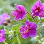 Rots ooievaarsbek | geranium macrorrhizum, Ophalen, Lente, Overige soorten, Halfschaduw