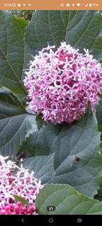 Clerodendron Bungei - Pindakaasplant, Vaste plant, Halfschaduw, Zomer, Ophalen