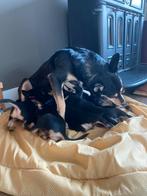 Working kelpie pups, 8 tot 15 weken, Parvo, Meerdere, Meerdere dieren
