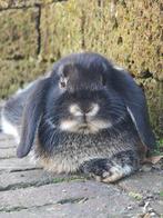 Drie Otter-kleur konijnen, Dieren en Toebehoren, Mannelijk, Middelgroot, Hangoor, 0 tot 2 jaar