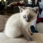 Brits korthaar, de laatste kitten over (blue point), Dieren en Toebehoren, Katten en Kittens | Raskatten | Korthaar, Poes, Ontwormd