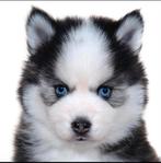 Gezonde Pomsky pups , mini Husky Health Breeding Program, Dieren en Toebehoren, CDV (hondenziekte), Meerdere, Poolhond, 8 tot 15 weken