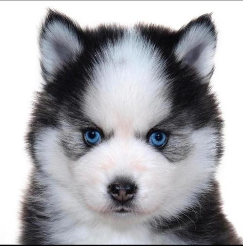 Gezonde Pomsky pups , mini Husky Health Breeding Program, Dieren en Toebehoren, Honden | Poolhonden, Keeshonden en Oertypen, Meerdere dieren