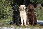 Gezocht: Labrador, Boeken, Dieren en Huisdieren, Ophalen of Verzenden