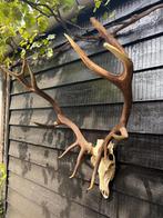 decoratie hertengewei, Ophalen