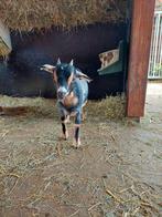 Dwerggeit lam cae en cl vrij, Dieren en Toebehoren, Schapen, Geiten en Varkens, Vrouwelijk, Geit, 0 tot 2 jaar