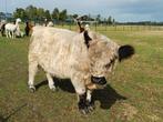 Dekstier te huur black pointed galloway, Meerdere dieren