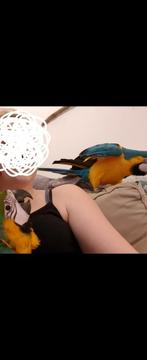 ara koppel blauw gele geel blauwgele voliere aras papegaai, Papegaai, Meerdere dieren, Tam