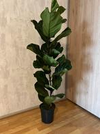 Ficus lyrata tabaksplant te koop 140cm hoogte pot 21 cm, Huis en Inrichting, Ophalen, Ficus, 100 tot 150 cm, In pot