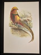 Goudfazant, Verzenden, 1980 tot heden, Zo goed als nieuw, Dier