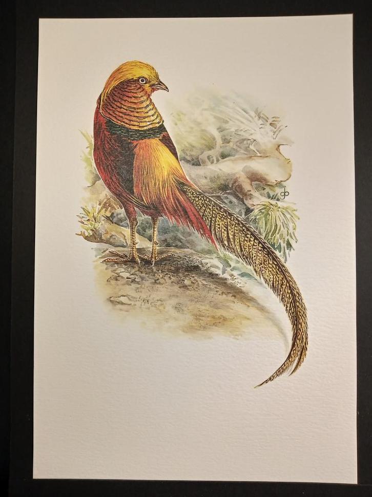 Goudfazant, Verzamelen, Foto's en Prenten, Zo goed als nieuw, Prent, Dier, 1980 tot heden, Verzenden