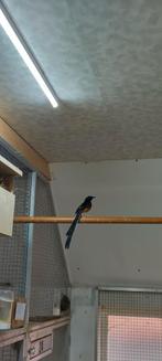 Schamalijster man, Dieren en Toebehoren, Vogels | Overige Vogels, Mannelijk, Tropenvogel, Geringd