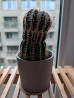 🌵Echinopsis 'Haku-jo' cactus | Inclusief betonlook pot, Ophalen, Minder dan 100 cm, In pot, Cactus