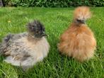 Zijdehoender hennen, Dieren en Toebehoren, Pluimvee, Vrouwelijk, Kip
