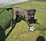 Cane Corso 8 maanden, Rabiës (hondsdolheid), Particulier, Buitenland, Reu