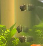 Appelslakken, Dieren en Toebehoren, Vissen | Aquariumvissen, Slak of Weekdier