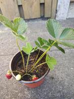 Aardbeien, Planten, Tuin en Terras, Planten | Tuinplanten, Ophalen of Verzenden, Zomer, Volle zon