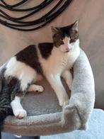 Kat 6 maanden incl spullen en paspoort 'MOET WEG', Dieren en Toebehoren, Katten en Kittens | Overige Katten, Kater, 0 tot 2 jaar