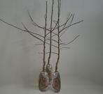 Fruitboomen appel, Ophalen, Lente, In pot, Halfschaduw