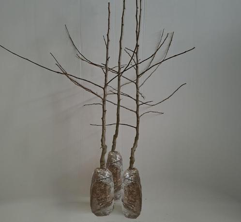 Fruitboomen appel, Tuin en Terras, Planten | Fruitbomen, Appelboom, 250 tot 400 cm, Halfschaduw, Lente, In pot, Ophalen