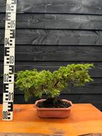 Bonsai Jeneverbes, Ophalen of Verzenden, Overige soorten, Minder dan 100 cm