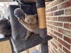 Britse longhair / korthair kittens, Meerdere dieren, Langharig, 0 tot 2 jaar