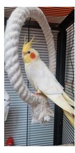 Valkparkiet, Dieren en Toebehoren, Vogels | Parkieten en Papegaaien, Meerdere dieren, Parkiet