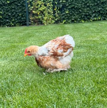 2 cochin haantjes beschikbaar voor biedingen