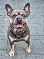 franse bulldog dekreu, Dieren en Toebehoren, Reu, CDV (hondenziekte), 1 tot 2 jaar, Meerdere