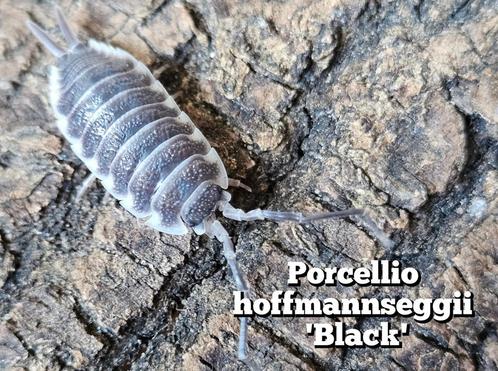 Porcellio hoffmannseggii 'Black', Dieren en Toebehoren, Insecten en Spinnen, Overige soorten