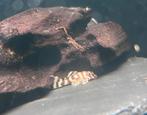 Hypancistrus sp. L333 white king tiger, Dieren en Toebehoren, Vis