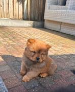 Chow chow pups nog 3 beschikbaar pups mogen meteen mee, Dieren en Toebehoren, 8 tot 15 weken, Poolhond, Meerdere, Meerdere dieren