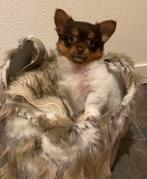 Pomchi pup teefje 1, Parvo, 8 tot 15 weken, Teef, Eén hond