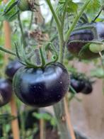 Zaden tomaat black ball, Tuin en Terras, Bloembollen en Zaden, Verzenden, Volle zon