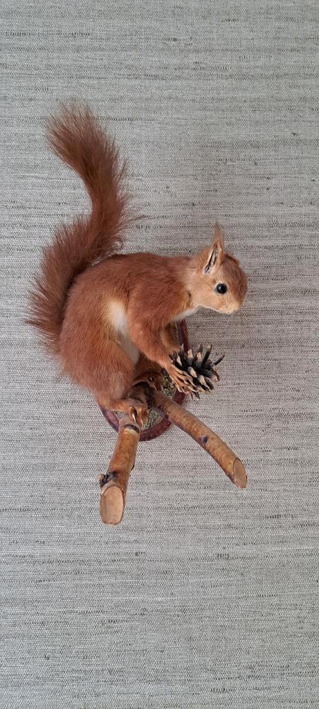 Opgezette Eekhoorn met Denneappel, Antiek en Kunst, Curiosa en Brocante, Ophalen