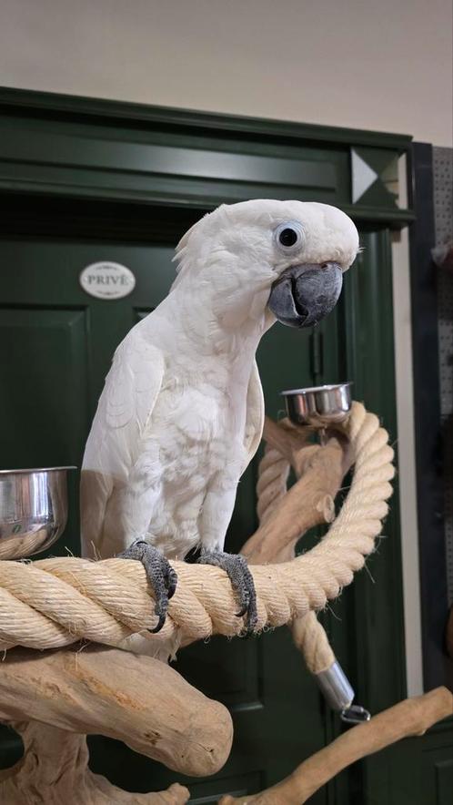 Tamme Witkuif Kaketoe man, Dieren en Toebehoren, Vogels | Parkieten en Papegaaien, Papegaai, Mannelijk