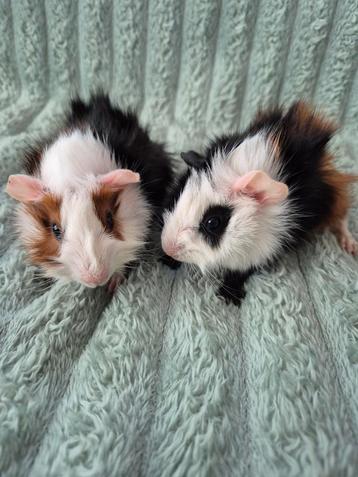 2 superleuke Borstel Cavia's. Driekleur.  beschikbaar voor biedingen